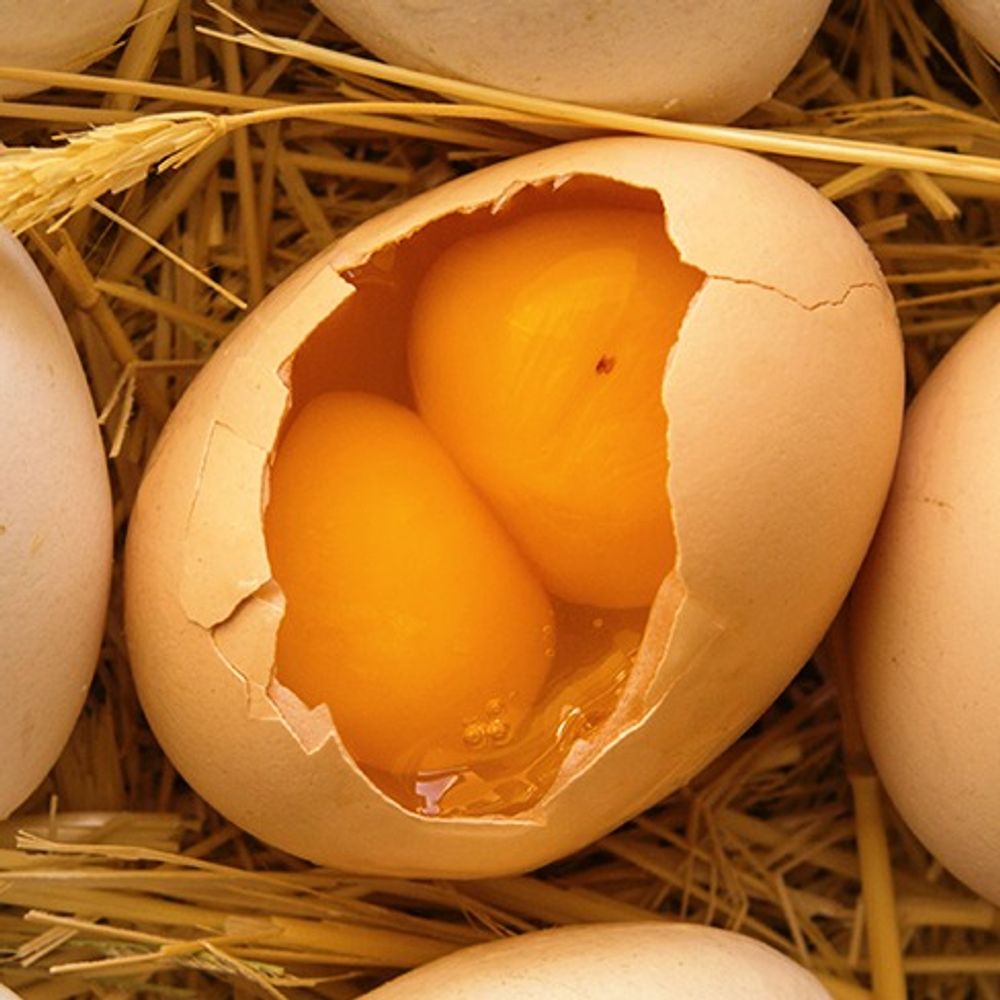Двухжелтковые яйца порода кур и особенности