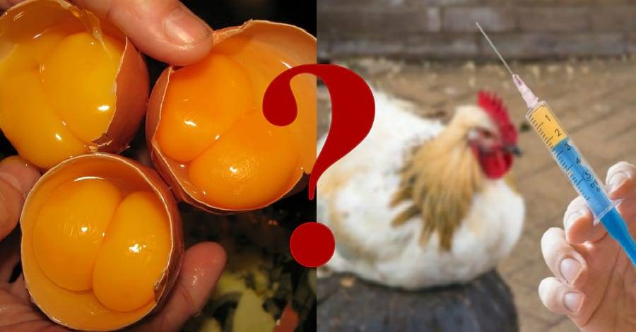 Форма яйца и пол цыпленка