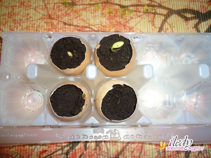 Яичная скорлупа для рассады: как подготовить скорлупу и высадить семена?