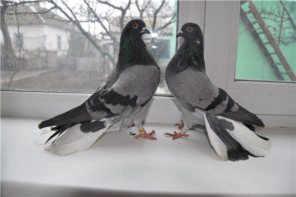 Выдающиеся украинские Николаевские голуби