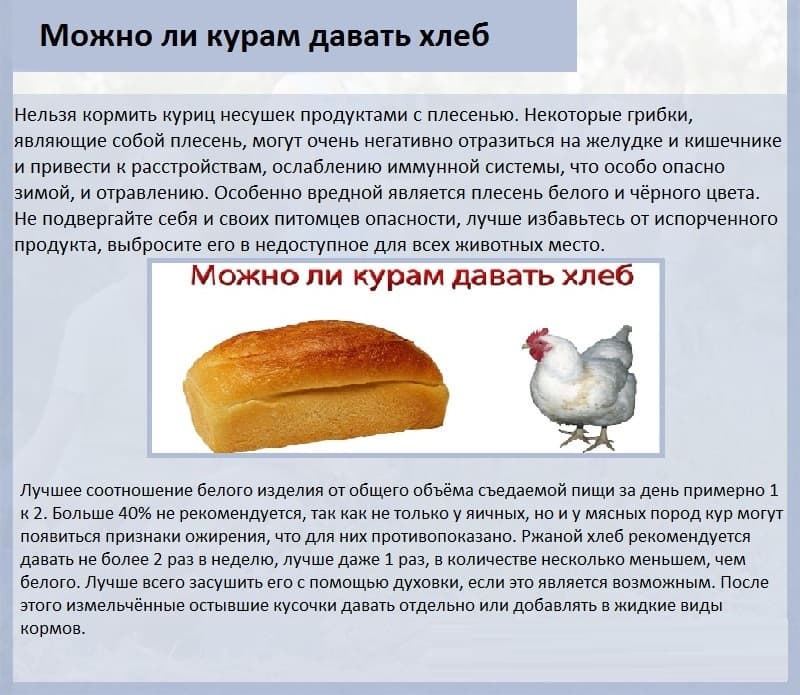 Хлеб для кур как давать? Польза и вред хлеба для птицы