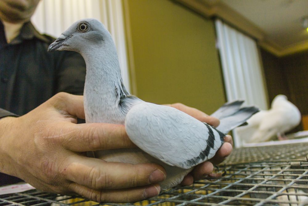 Что нужно знать о голубе китайская чайка перед приобретением