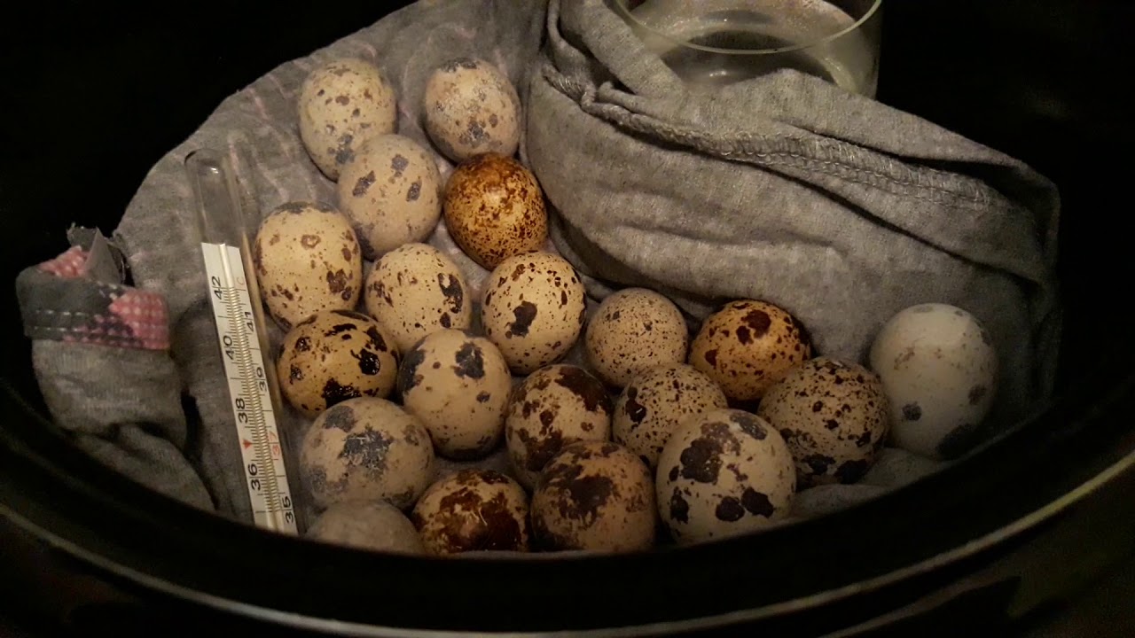 Можно ли вывести перепелок из магазинных яиц и пополнить поголовье