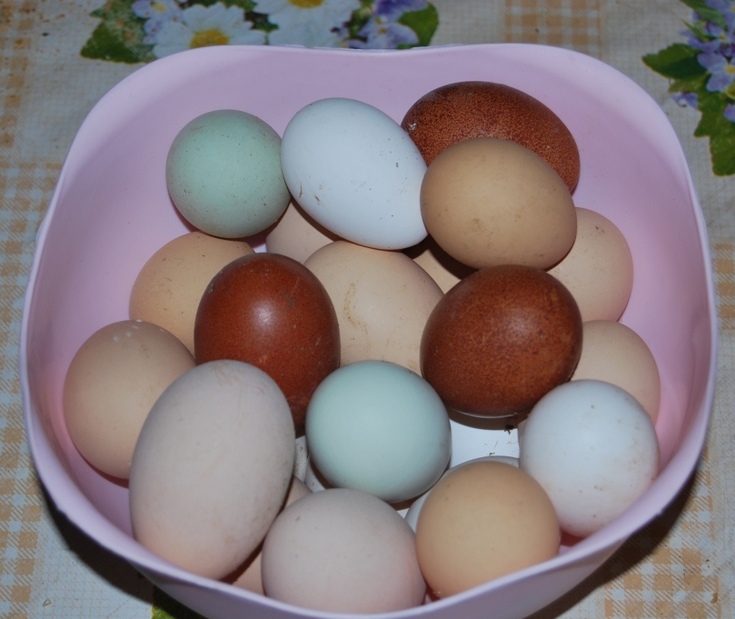 От чего зависит цвет скорлупы куриного яйца и о чем говорит цвет желтка?