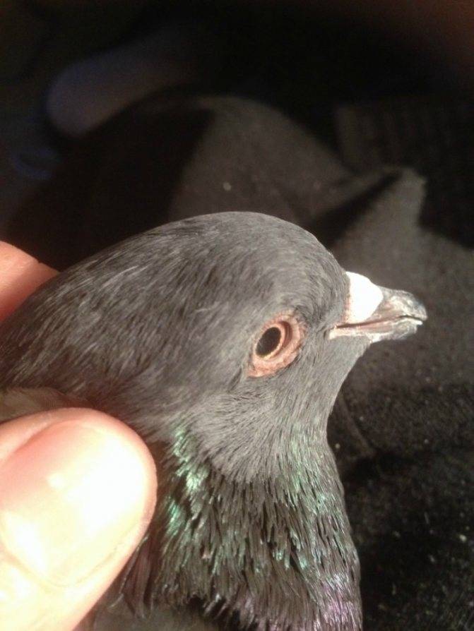 Профилактика и лечение вертячки голубей