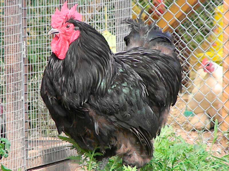 Джерсийская порода кур гигант – описание, фото и видео