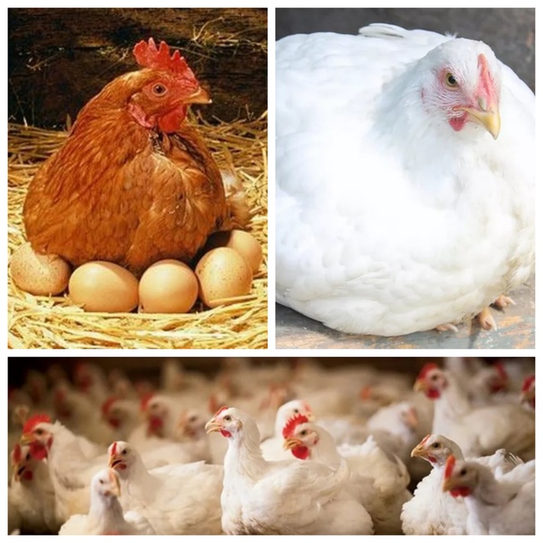 Котляревская - мясо-яичная порода кур. Описание, характеристики, выращивание и уход, инкубация, кормление