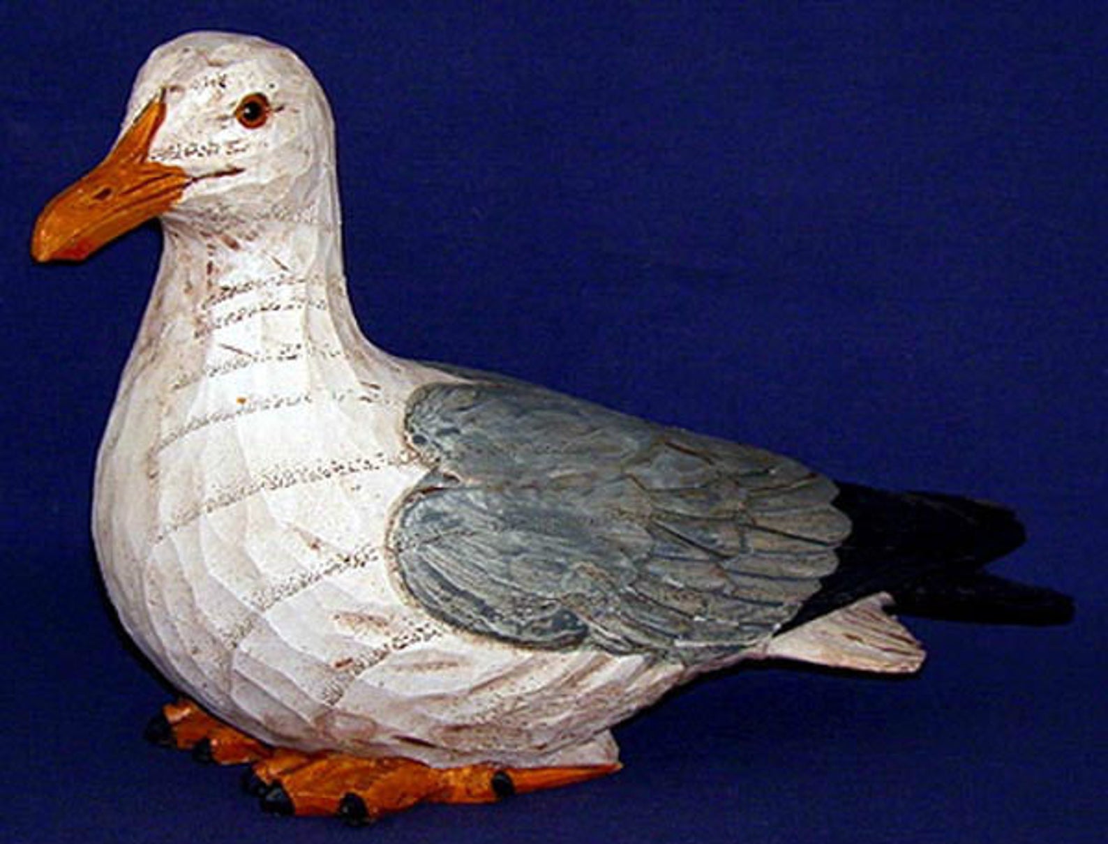 Что нужно знать о голубе китайская чайка перед приобретением