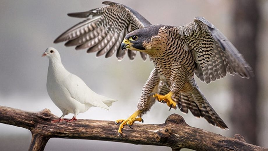 Каких птиц боятся домашние голуби и криком какой хищной птицы можно отпугнуть диких