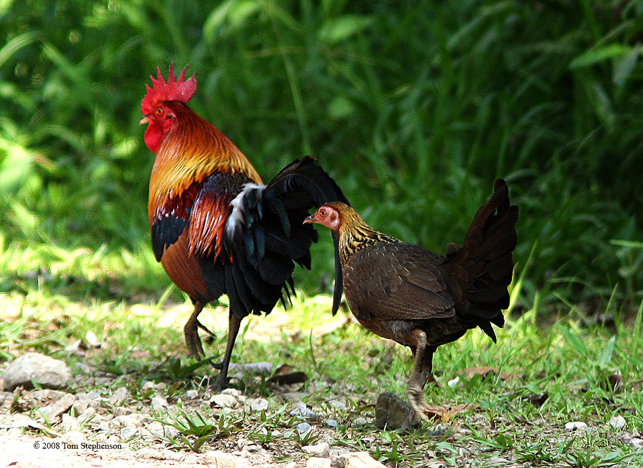 Банкивская курица – дикая птица родом из тропиков