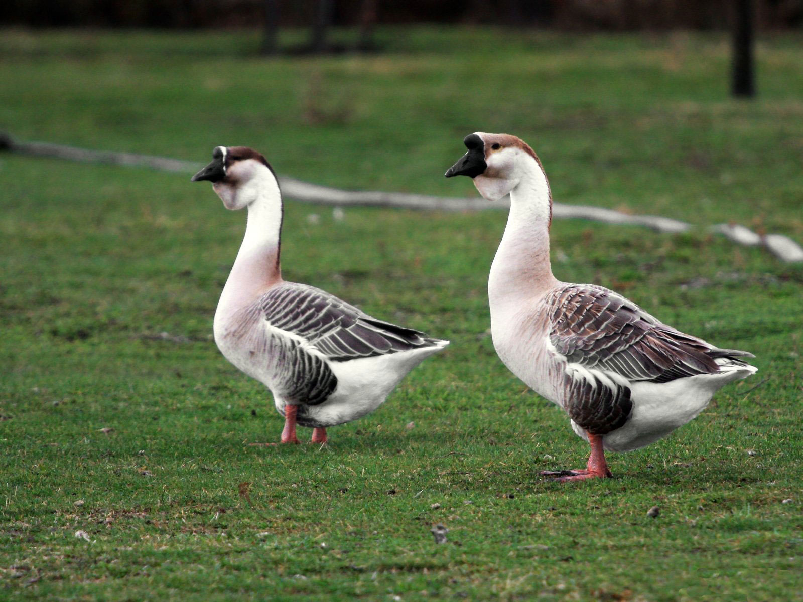 12 забавных фактов о домашних гусях
