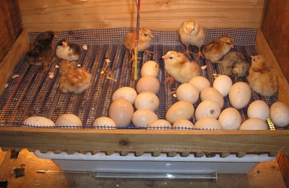 Как вырастить цыпленка из яйца в домашних условиях без инкубатора? Советы для начинающих, уход и кормление