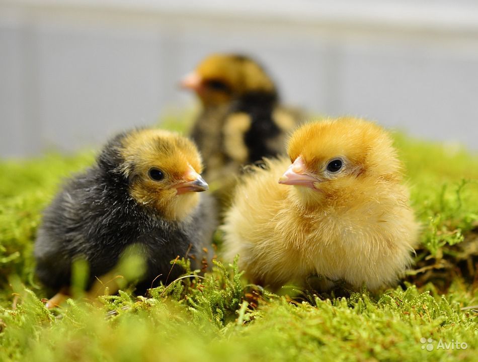 Фото цыплят разных пород кур – суточные и подрощенные
