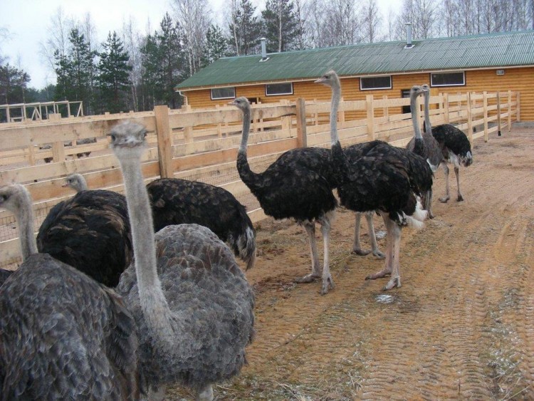 Виды страусов, пригодных для разведения на фермах, особенности, строение