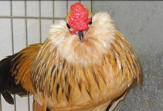 Антверпенская карликовая бородатая порода кур – описание с фото и видео