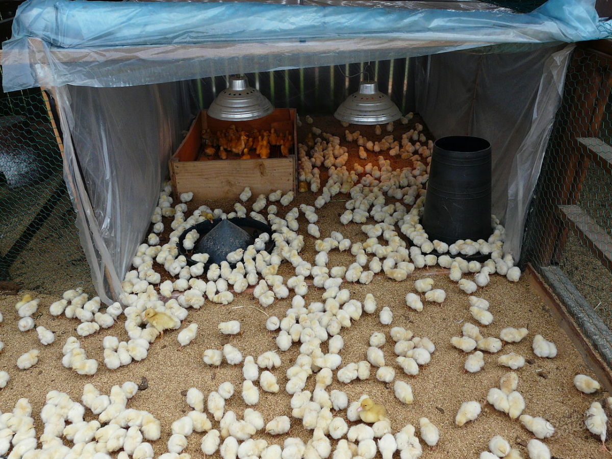 Выращивание цыплят в квартире для начинающих