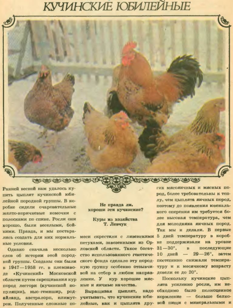 Польверара порода кур – описание с фото и видео