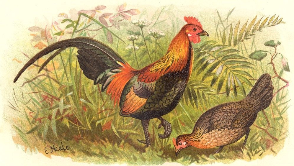 Одомашнивание кур и птиц от происхождения до развития