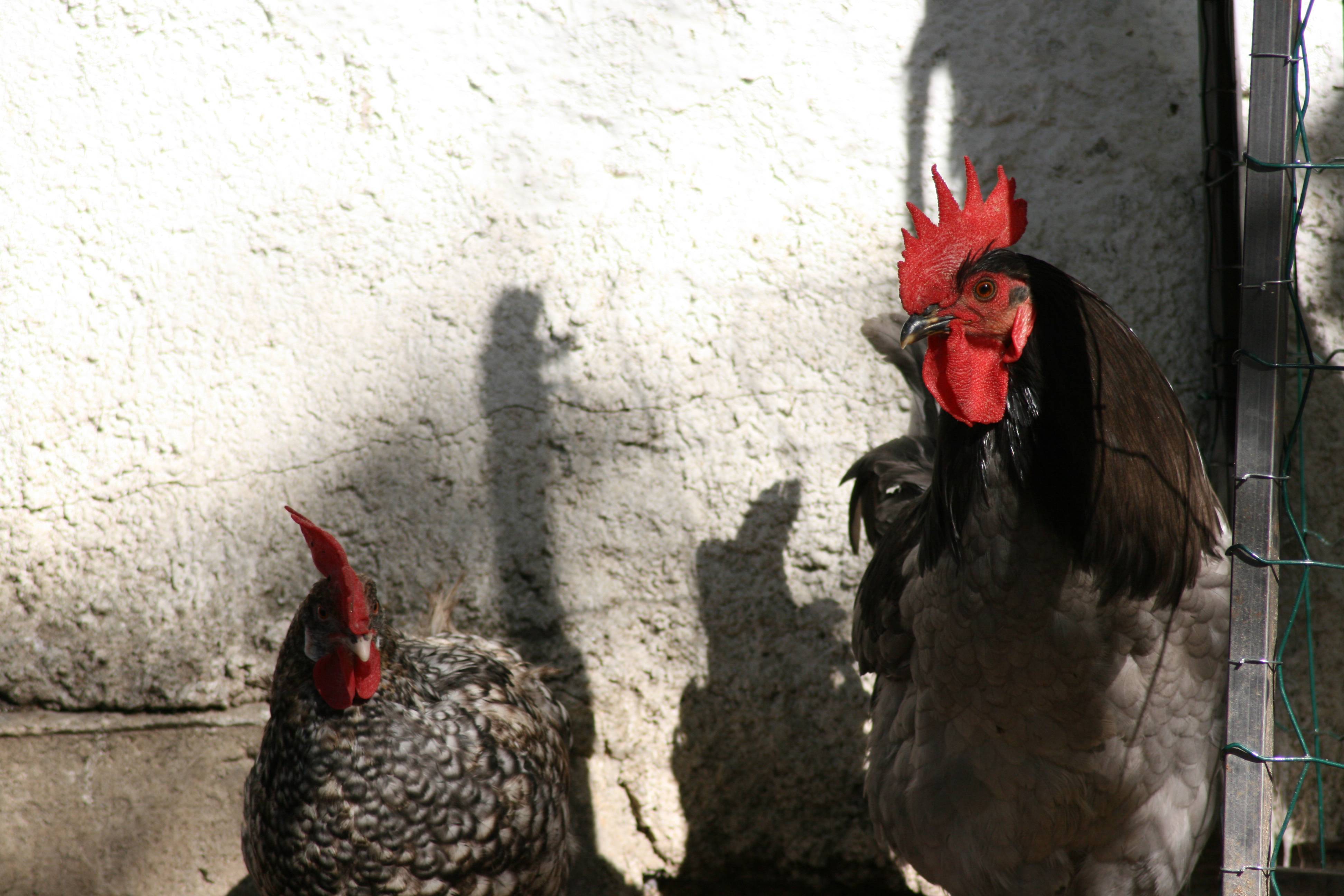 Холланд порода кур – описание с фото и видео