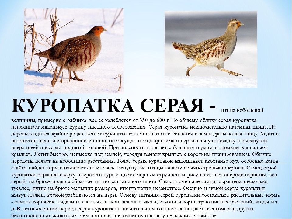 Серая куропатка: описание птицы и ее особенности