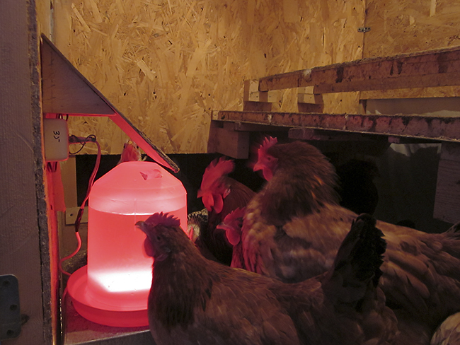 Лампа инфракрасная для обогрева курятника в зимнее время: преимущества использования и правила размещения