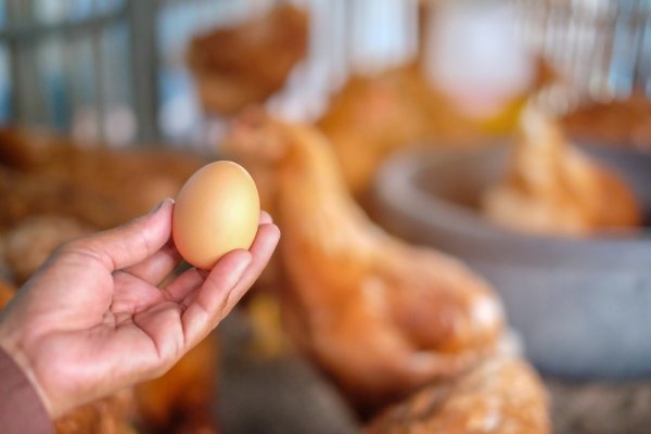 Практические аспекты повышения яичной продуктивности