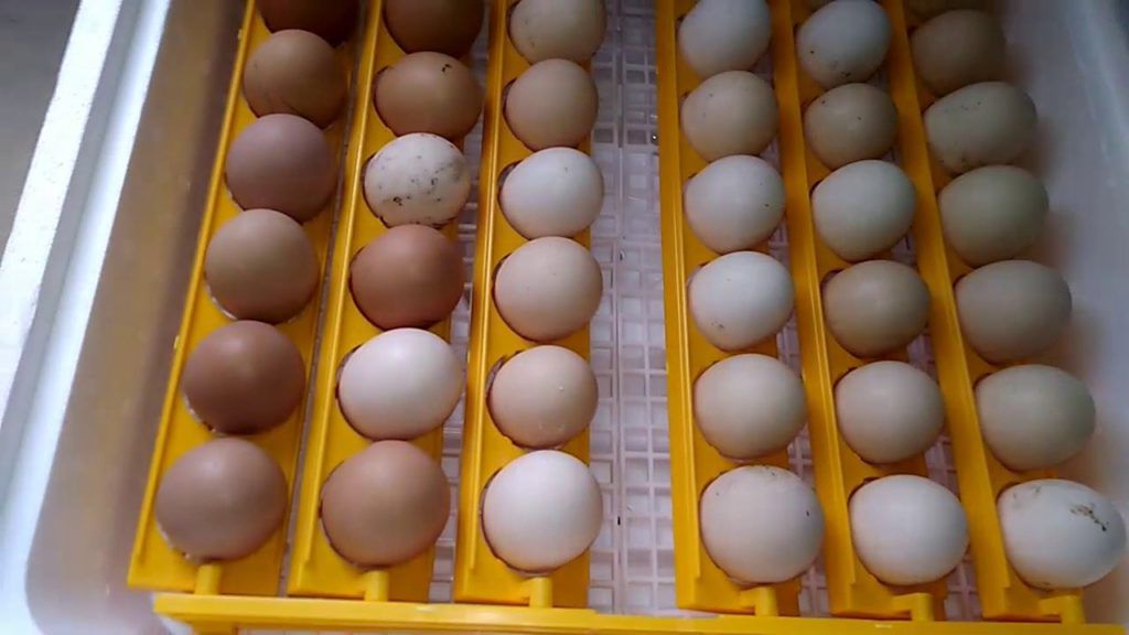 Как инкубировать куриные яйца, чтобы вывелось много цыплят
