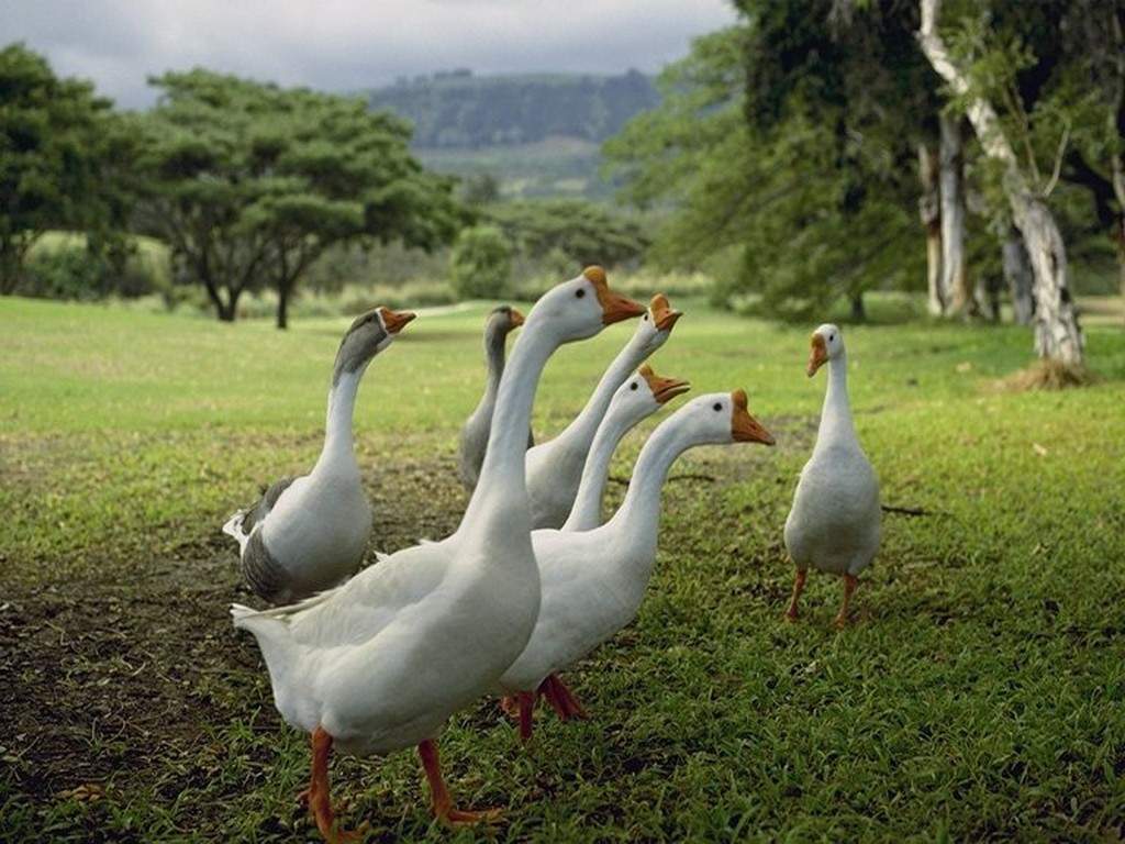 Зрение гусей – интересные факты, как гуси видят мир