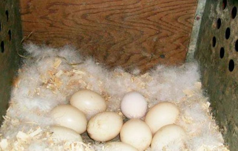 Как приучить индейку садиться на яйца