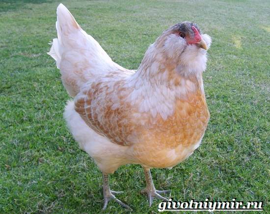 Араукана - яичная порода кур. Описание, характеристики, выращивание, кормление и инкубация