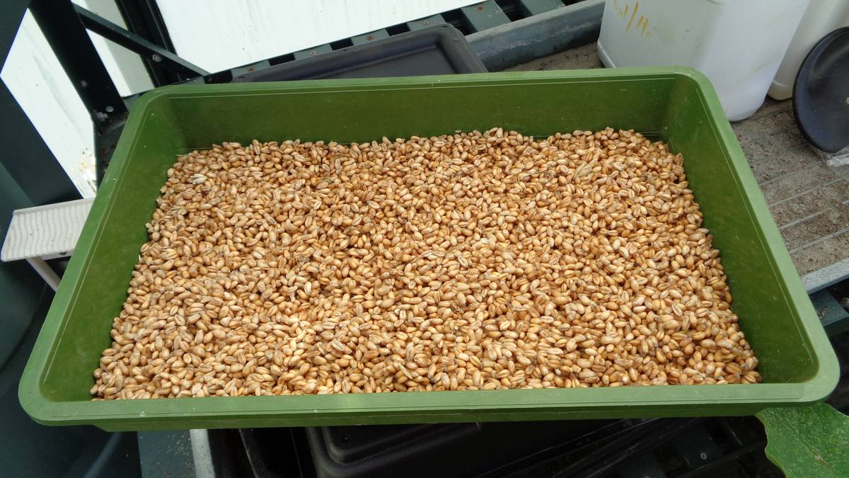 Проращивание пшеницы для кормления кур несушек зимой