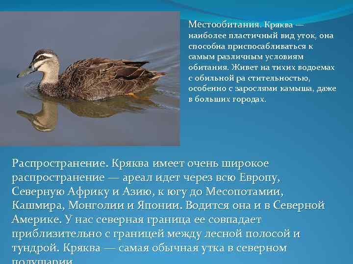 Характеристика распространенной дикой утки кряквы