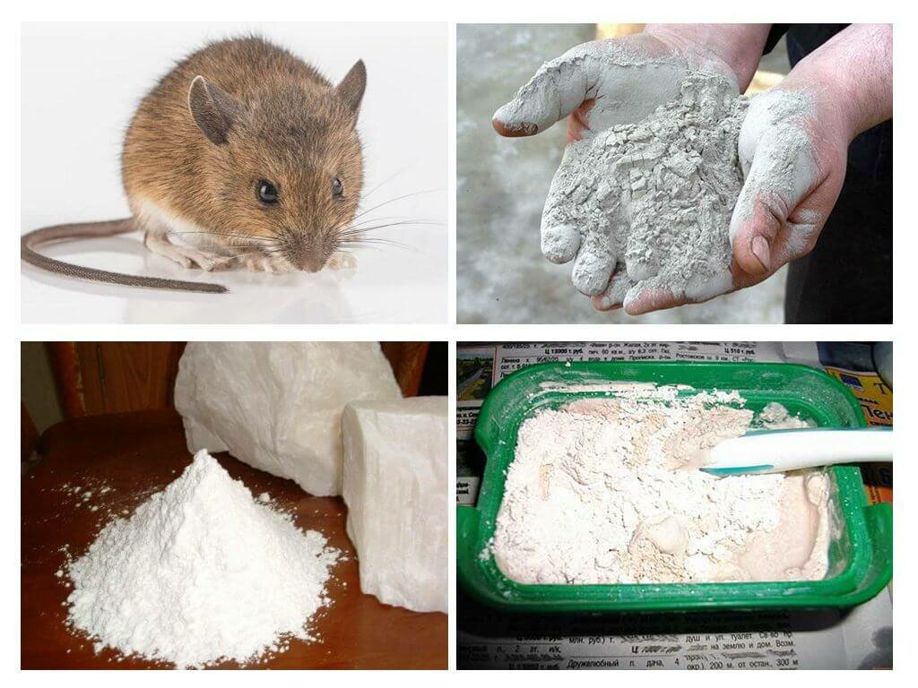 Как использовать крысиный яд в курятнике и на участке