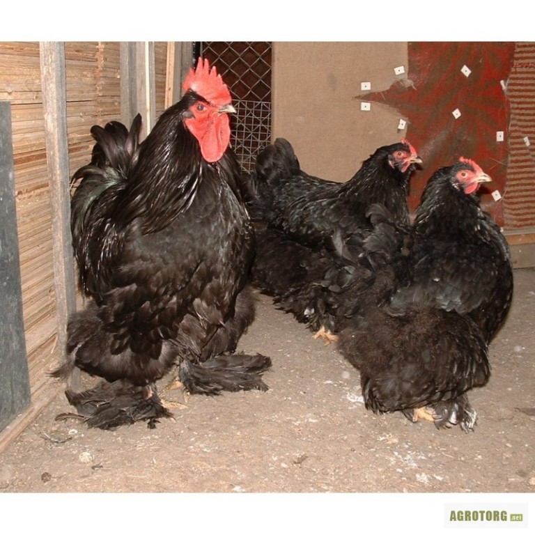 Кохинхин карликовый порода кур – описание, фото и видео