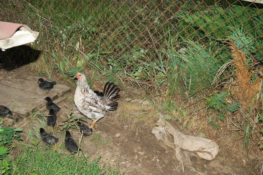 Как отпугнуть ястреба от домашних кур во дворе?