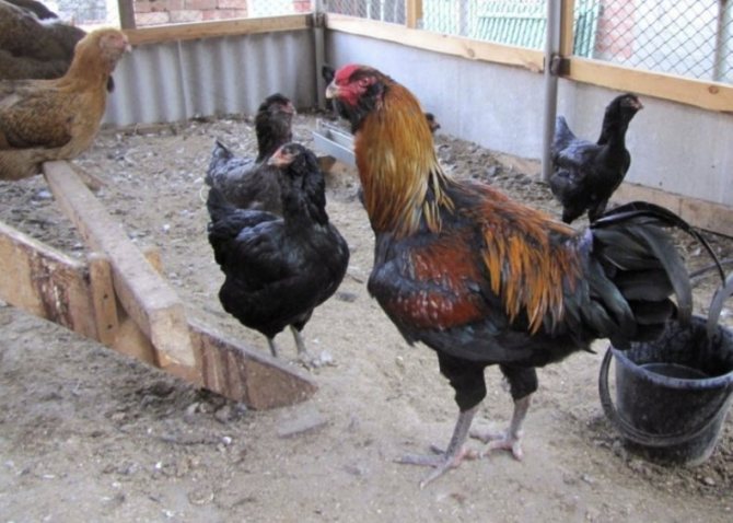 Гилянская порода кур – описание, фото и видео
