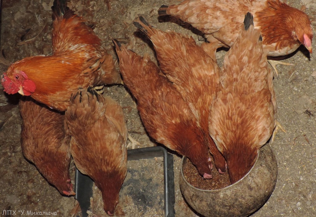 Родонит порода кур – описание, фото и видео