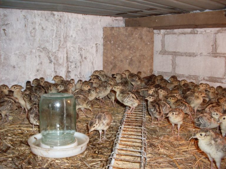 Разведение и содержание фазанов в домашних условиях для начинающих