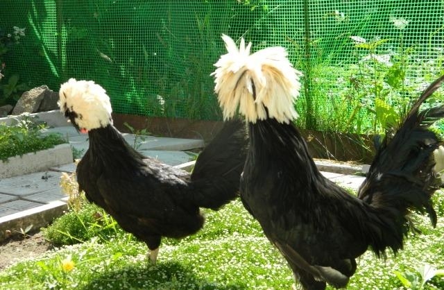 Голландская белохохлая - декоративная порода кур. Описание, содержание, выращивание и уход, кормление