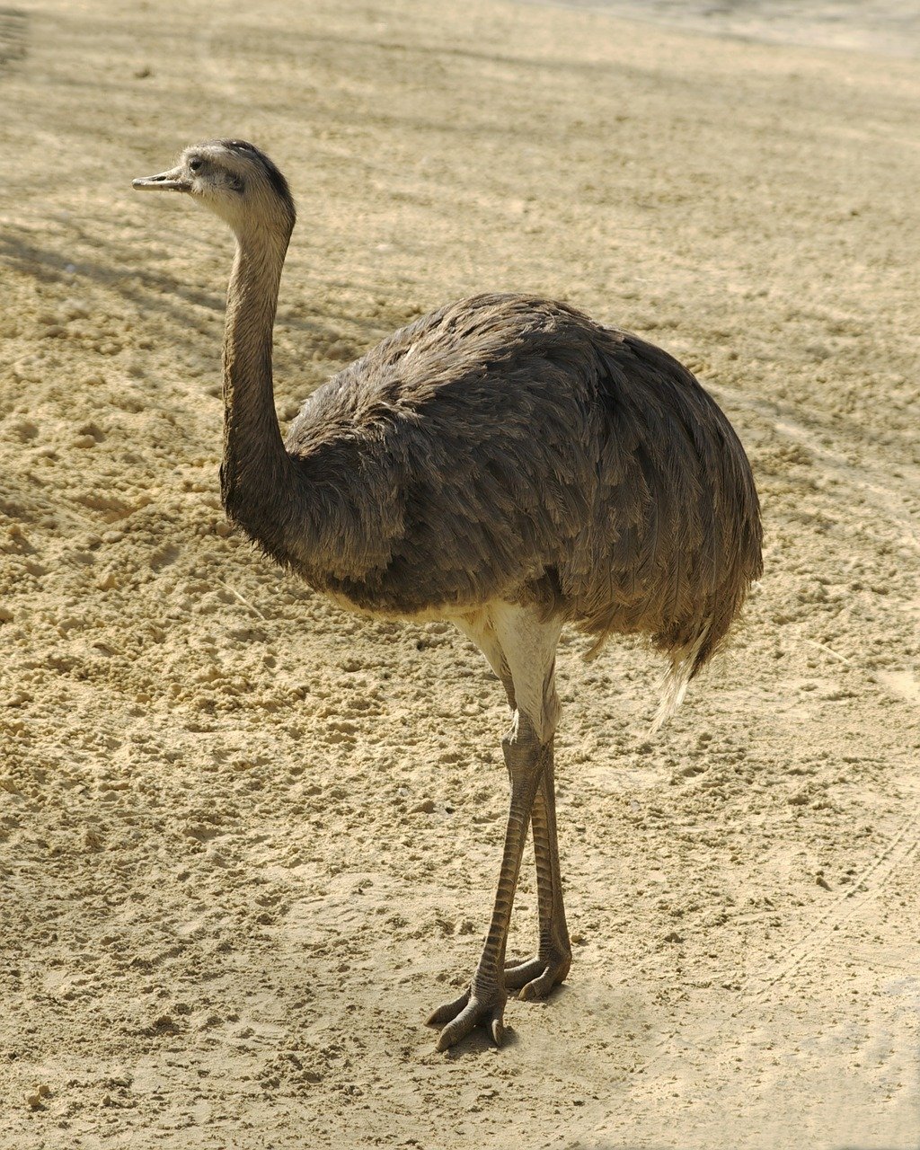 Африканский страус: описание породы и интересные факты
