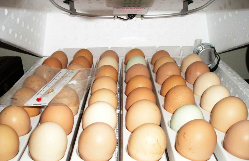 Как высидеть утиное яйцо без инкубатора и в инкубаторе