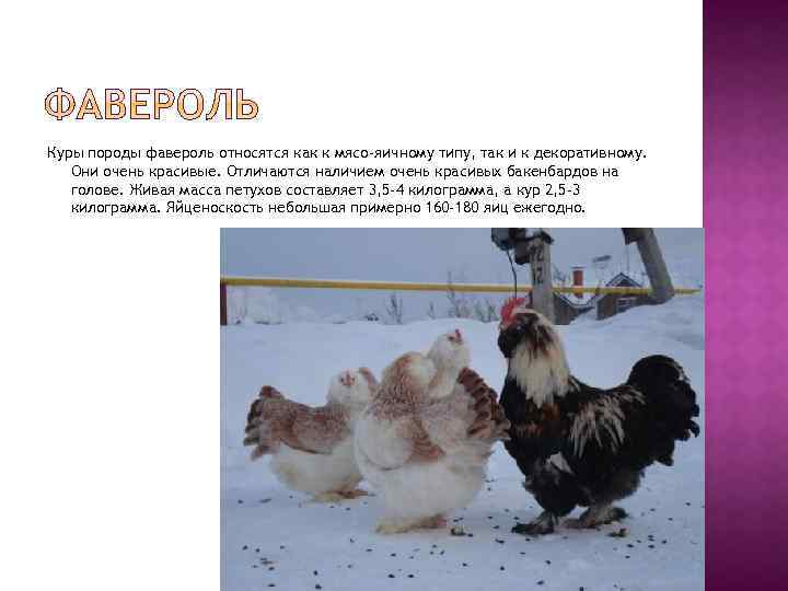 Русская хохлатая - декоративная порода кур. Описание, характеристики, особенности содержания и кормления