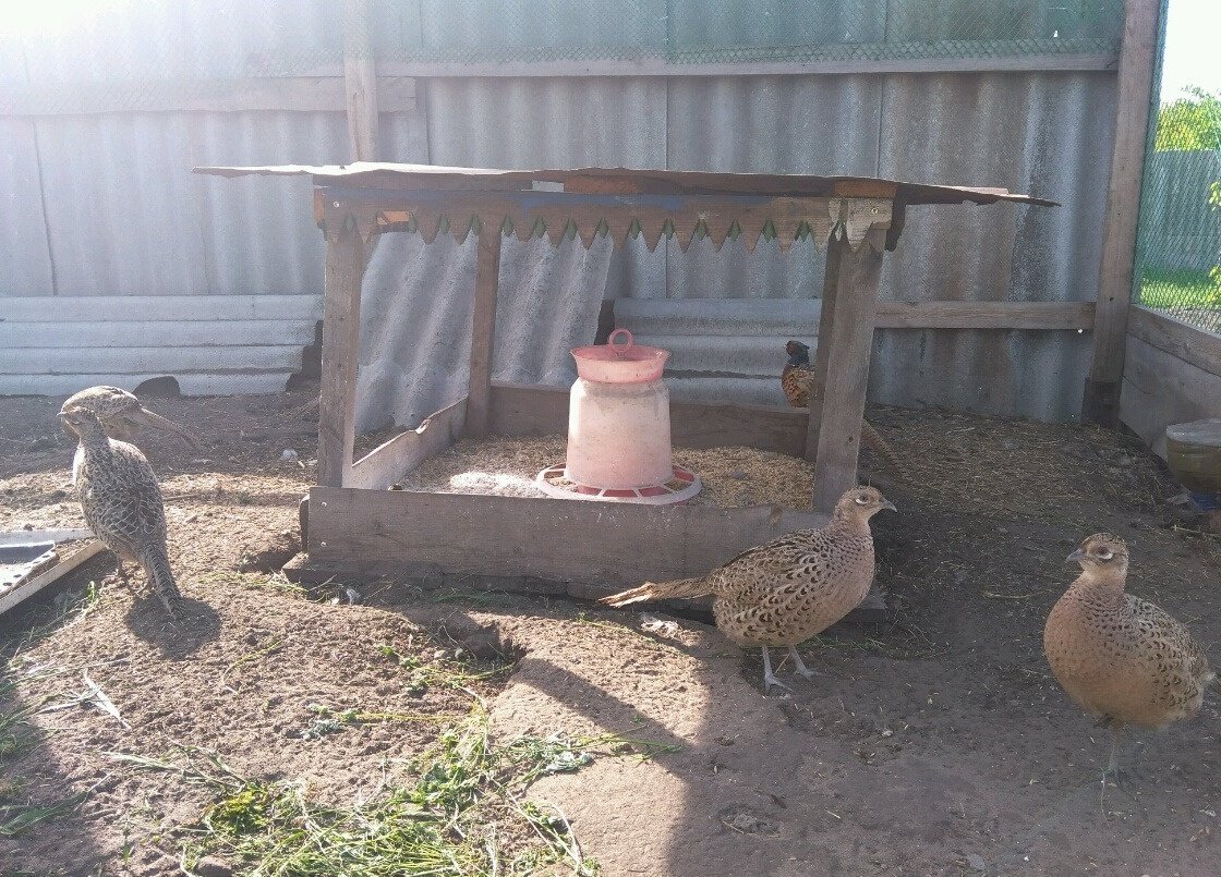 Кормушки для фазанов своими руками – пошаговое описание процесса