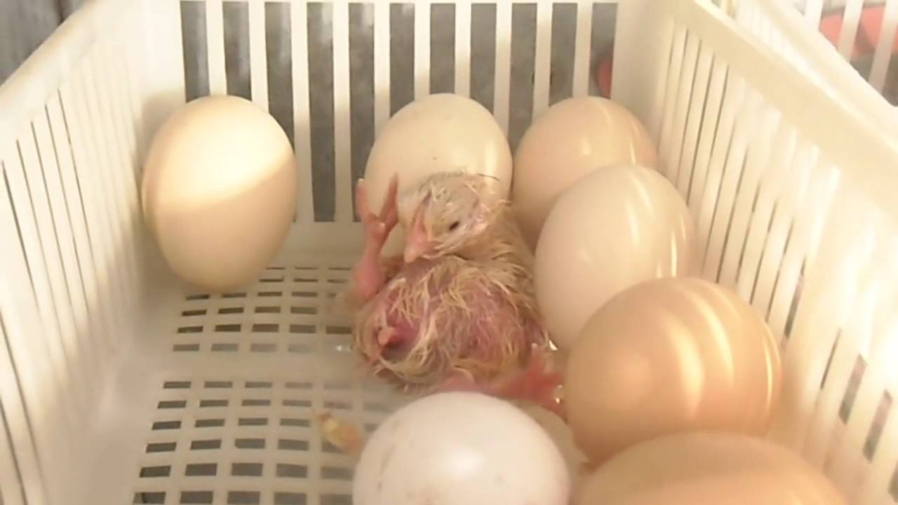 Инкубация голубиных яиц в инкубаторе: особенности и срок выведения