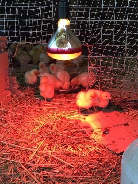 Как долго держать цыплят под лампой и температура в брудере