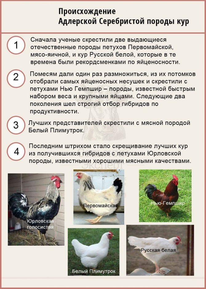 Гилянская - мясо-яичная порода кур. Описание, характеристики, выращивание, кормление и правила инкубации