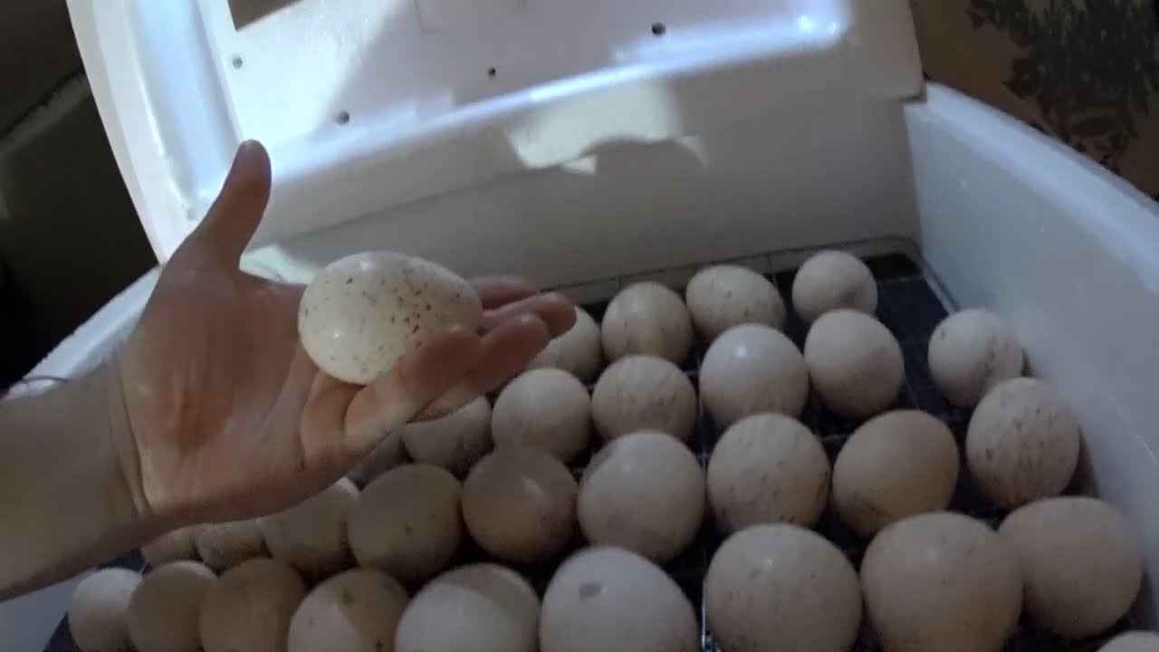 Естественная инкубация индюшиных яиц