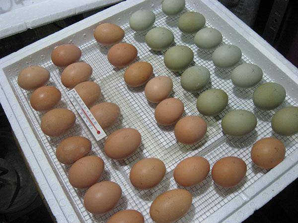 Где купить и как правильно выбирать инкубационное яйцо и птицу