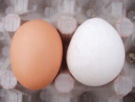 Синдром снижения яйценоскости кур 76 – EDS-76