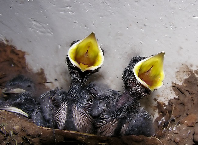 Фото птенцов диких птиц сразу после вылупления